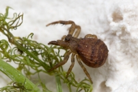 Une femelle (Araneae - Thomisidae - Ozyptila sanctuaria) 